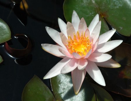 [0] Nymphaea 'Michael Berthold' - Seerose
