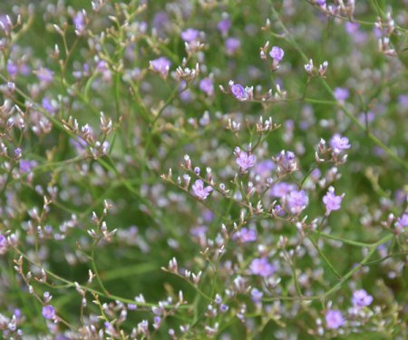 [0] Limonium latifolium - Strandflieder