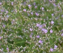 Limonium latifolium - Strandflieder