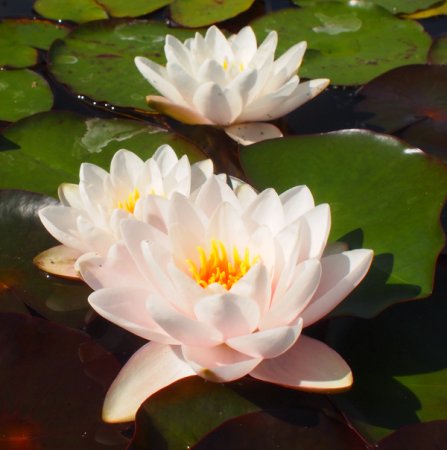 [0] Nymphaea odorata var. gigantea - Seerose