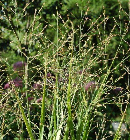 [0] Panicum virgatum 'Rehbraun' - Ruten-Hirse