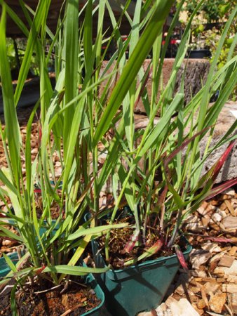 [0] Panicum virgatum 'Shenandoah' - Ruten-Hirse