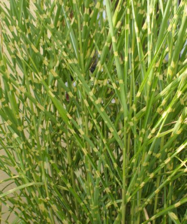 [0] Miscanthus sinensis 'Strictus' - Zebraschilf