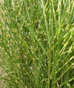 Miscanthus sinensis 'Strictus' - Zebraschilf