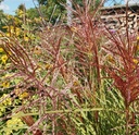 Miscanthus sinensis 'Dreadlocks' - Chinaschilf