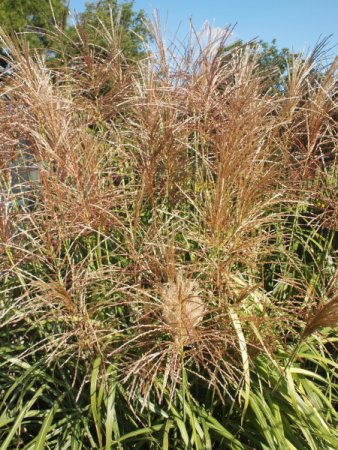 [0] Miscanthus sinensis 'Malepartus' - Chinaschilf