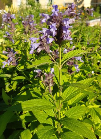 [0] Nepeta kubanica - Katzenminze