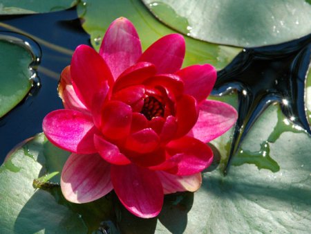 [0] Nymphaea 'Perry's Baby Red' - Seerose