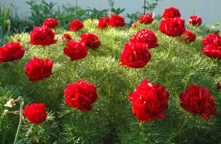 [0] Paeonia tenuifolia 'Plena' - Netzblatt-Pfingstrose