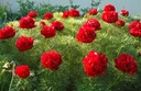Paeonia tenuifolia 'Plena' - Netzblatt-Pfingstrose