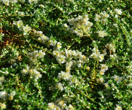 [0] Paronychia kapela ssp. serpyllifolia - Mauermiere