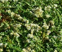 Paronychia kapela ssp. serpyllifolia - Mauermiere