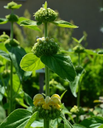 [0] Phlomis russeliana - Brandkraut