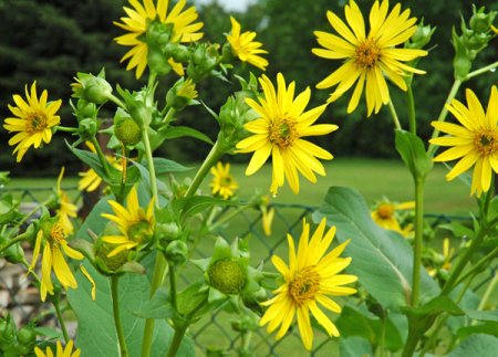 [0] Silphium perfoliatum - Kompasspflanze