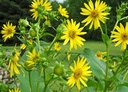Silphium perfoliatum - Kompasspflanze