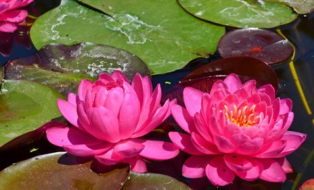 [0] Nymphaea 'Perry's Fire Opal' - Seerose