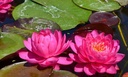 Nymphaea 'Perry's Fire Opal' - Seerose