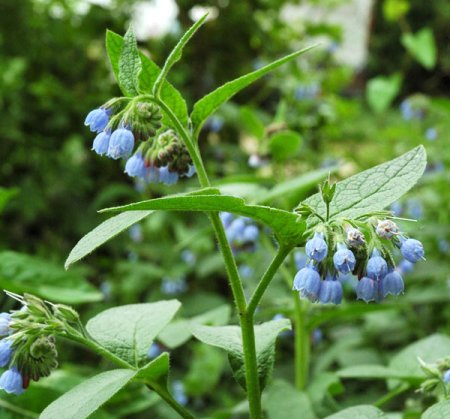 [0] Symphytum caucasicum - Beinwell