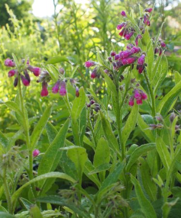 [0] Symphytum officinale rosa - Beinwell