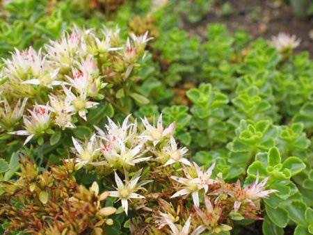 [0] Sedum spurium 'Roseum Superbum' - Teppich-Fettblatt