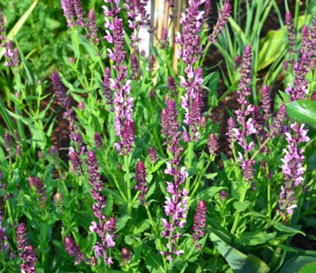 [0] Salvia nemorosa 'Rosa' - Steppen-Salbei