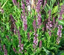 Salvia nemorosa 'Rosa' - Steppen-Salbei
