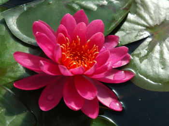 [0] Nymphaea 'Perry's Wildfire' - Seerose