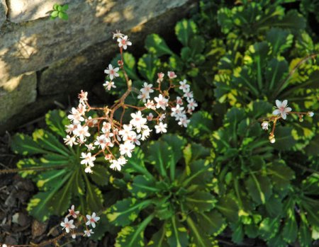 [0] Saxifraga x urbium 'Aureopunctata' - Schatten-Steinbrech