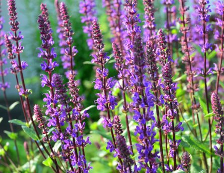 [0] Salvia nemorosa 'Caradonna' - Steppen-Salbei