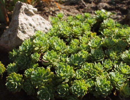 [0] Sedum pachyclados - Dickrosettiges Fettblatt