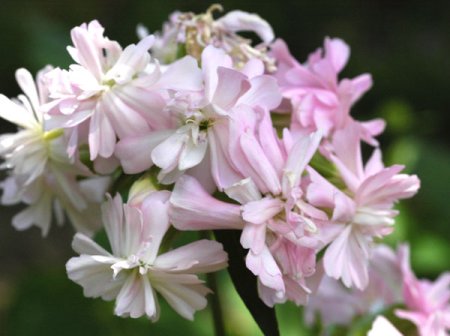 [0] Saponaria officinalis 'Rosea Plena' - Seifenkraut
