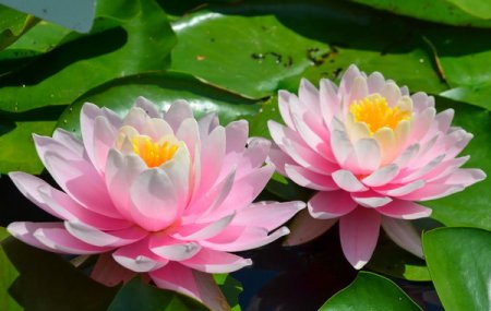 [0] Nymphaea 'Peter Slocum' - Seerose
