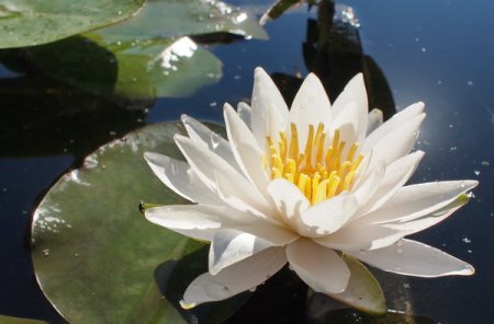 [0] Nymphaea 'Pia Stella Berthold' - Seerose