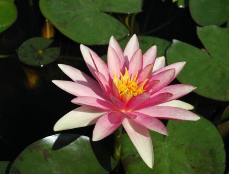 [0] Nymphaea 'Pink Sparkle' - Seerose