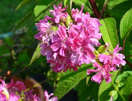 [0] Saponaria officinalis 'Rubra Plena' - Seifenkraut