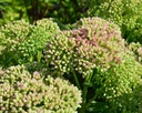 Sedum telephium 'Herbstfreude' - Hohe Fetthenne