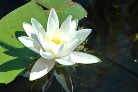[0] Nymphaea 'Pöstlingberg' - Seerose