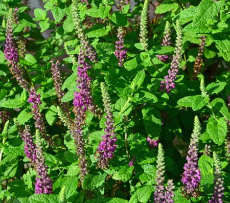 [0] Teucrium hircanicum - Gamander