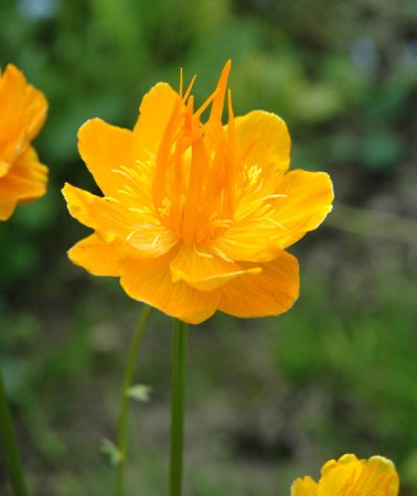 [0] Trollius chinensis 'Golden Queen'