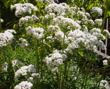 [0] Valeriana officinalis - Echter Baldrian