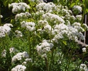 Valeriana officinalis - Echter Baldrian