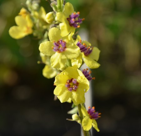 [0] Verbascum chaixii - Königskerze