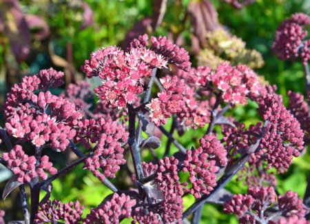 [0] Sedum telephium 'Karfunkelstein' - Hohe Fetthenne