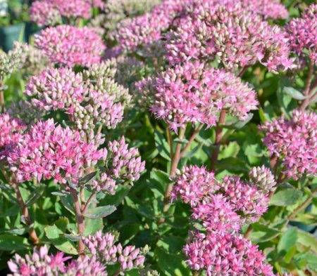 [0] Sedum spectabile 'Carl' - Hohe Fetthenne