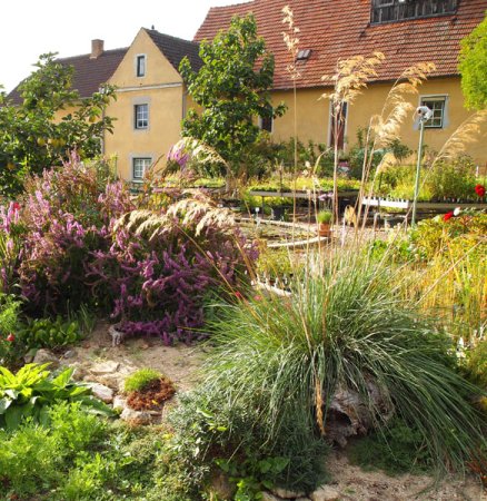 [0] Stipa gigantea - Riesen-Federgras