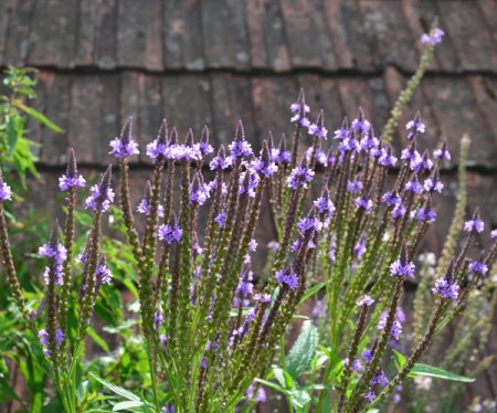 [0] Verbena hastata - Eisenkraut