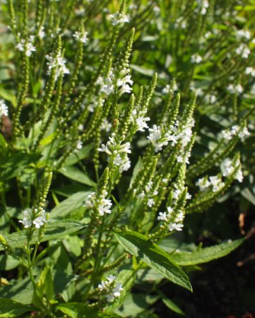 [0] Verbena hastata 'Alba' - Eisenkraut