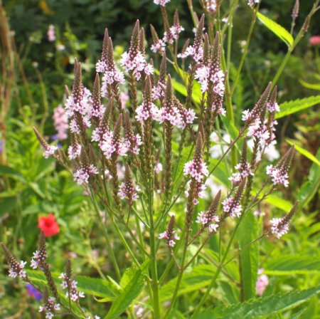 [0] Verbena hastata f. rosea - Eisenkraut