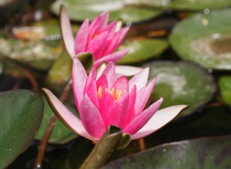 [0] Nymphaea 'Pygmea Rubra' - Zwerg-Seerose