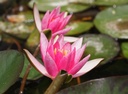 Nymphaea 'Pygmea Rubra' - Zwerg-Seerose